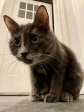 KRASOTA, Katze, Europäisch Kurzhaar in Hanstedt