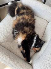 SONJA, Katze, Europäische Langhaarkatze in Hanstedt