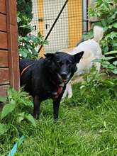 BUNA, Hund, Mischlingshund in Großröhrsdorf