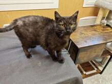 VITANI, Katze, Hauskatze in Großröhrsdorf