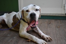 CHOPPER, Hund, Bulldogge-Mix in Italien