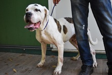 CHOPPER, Hund, Bulldoggen Mischling in Italien