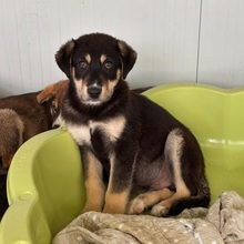 BENJA, Hund, Mischlingshund in Rumänien