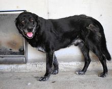 IDRYSH, Hund, Mischling in Italien