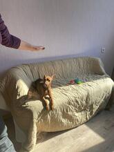 ANDREW, Hund, Toyterrier in Russische Föderation