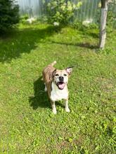 TITO, Hund, Mischlingshund in Russische Föderation