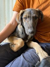 ROMAN, Hund, Mischlingshund in Rumänien