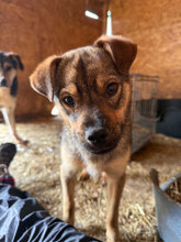 BENTO, Hund, Mischlingshund in Rumänien