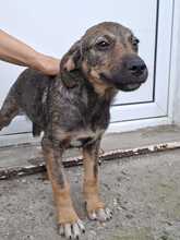 OYA, Hund, Mischlingshund in Rumänien