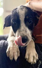 FINO, Hund, Mischlingshund in Rumänien