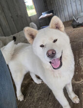 MARCIE, Hund, Akita Inu in Rumänien