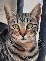 GINEBRA, Katze, Europäisch Kurzhaar in Dachau