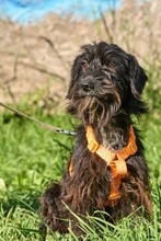NIKOLAI, Hund, Mischlingshund in Russische Föderation