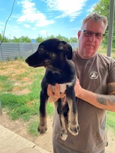 ANAKIN, Hund, Mischlingshund in Ungarn