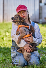 LUCKY, Hund, Mischlingshund in Russische Föderation