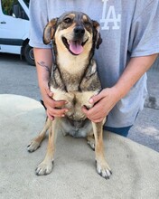 SAMANTA, Hund, Mischling in Ungarn