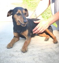 LISA, Hund, Terrier Mix in Ungarn