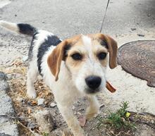 ERIC, Hund, Mischlingshund in Spanien