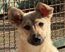 MIRA, Hund, Mischlingshund in Köln