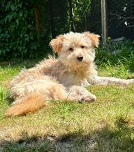 VANNY, Hund, Mischlingshund in Meerbusch