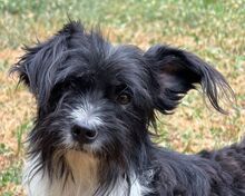 FINJA, Hund, Yorkshire Terrier Mix in Rösrath