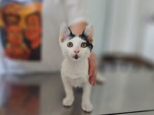 SHYAM, Katze, Europäisch Kurzhaar in Reilingen