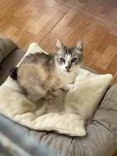 BELLA, Katze, Siamkatze in Spanien