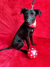 BELLIS, Hund, Mischlingshund in Ungarn