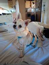 IZA, Hund, Chihuahua in Mühltal