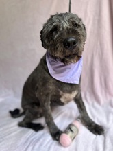 DAHLIA, Hund, Mischlingshund in Ungarn