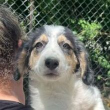PEPI, Hund, Mischlingshund in Griechenland