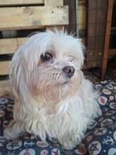 ROY, Hund, Malteser in Italien