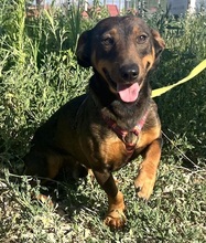 RUSTY, Hund, Dackel in Rumänien