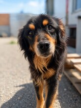 ALON, Hund, Mischlingshund in Rumänien