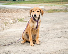SINA, Hund, Mischlingshund in Hagen