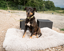 PINO, Hund, Mischlingshund in Hagen