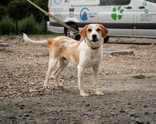 TUCKER, Hund, Mischlingshund in Hagen