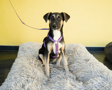 LINDA, Hund, Mischlingshund in Hagen
