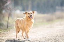 DEMI, Hund, Affenpinscher in Russische Föderation