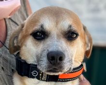 OSKAR, Hund, Mischlingshund in Rösrath