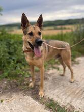 REX, Hund, Mischlingshund in Slowakische Republik