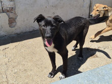 GEORGI, Hund, Mischlingshund in Bulgarien