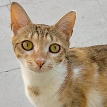 CATALPA, Katze, Europäisch Kurzhaar in Spanien