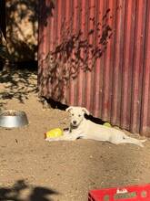 MARCELLA, Hund, Mischlingshund in Ungarn