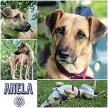 ANELA, Hund, Mischlingshund in Hamburg