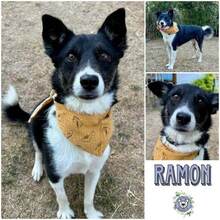 RAMON, Hund, Mischlingshund in Königheim