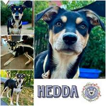 HEDDA, Hund, Mischlingshund in Lauda-Königshofen