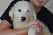 DARIEL, Hund, Maremmano-Mix in Italien