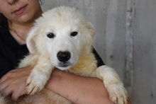 DELINA, Hund, Maremmano-Mix in Italien