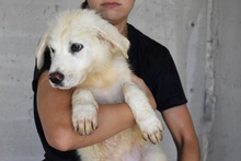 DIVENA, Hund, Maremmano-Mix in Italien